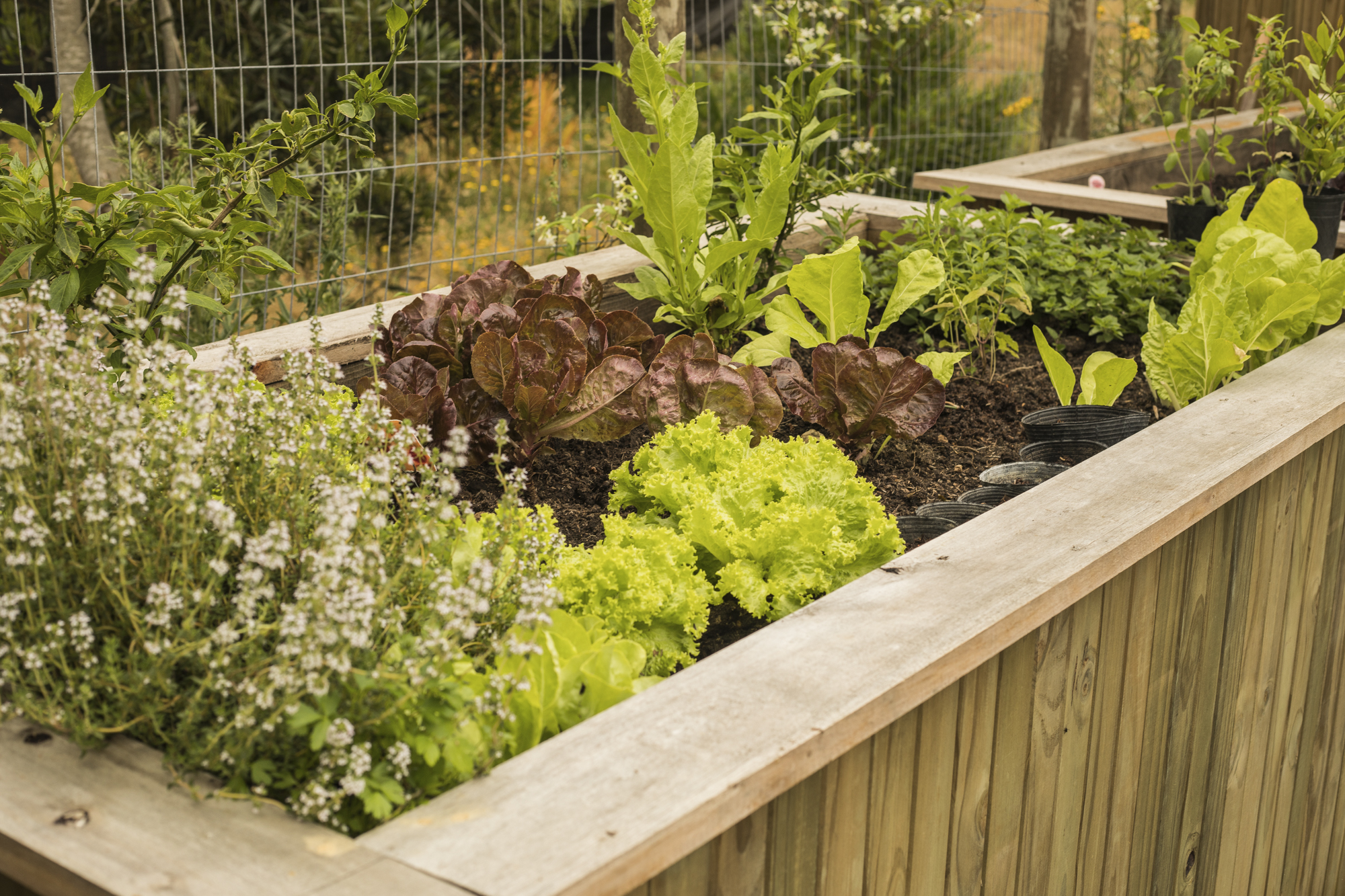 escapadas de carnaval