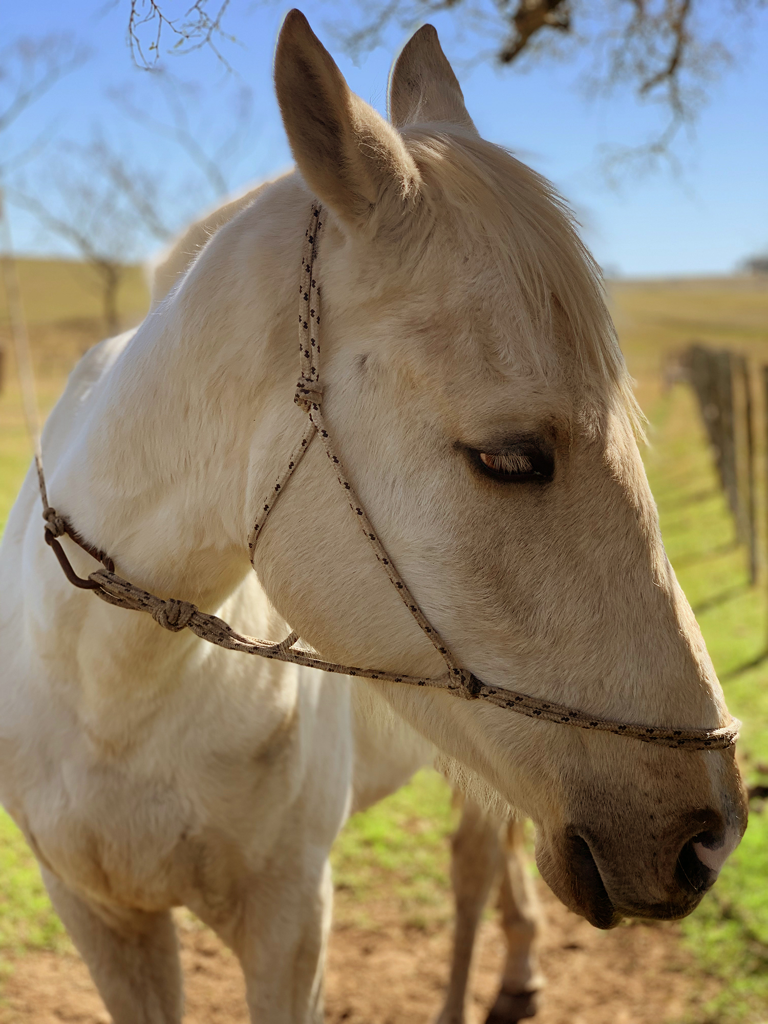 Estancia Aguila Blanca