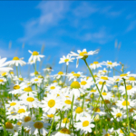 primavera